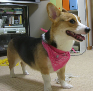 �����܂������ȂЂ܂��